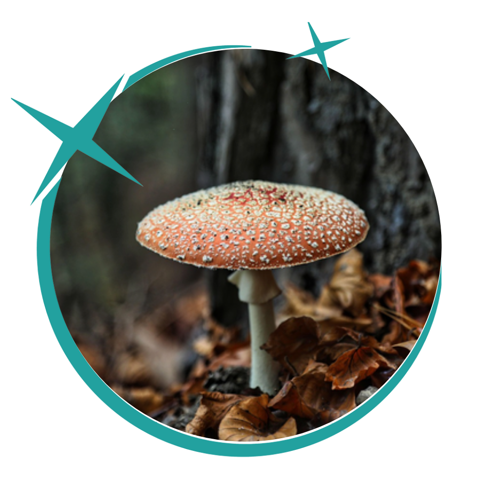 Monatshoroskop September 2026: Fliegenpilz zwischen Herbstlaub als Symbol für den Herbstanfang und den Wechsel der Sonne in die Waage